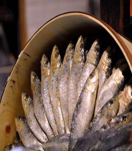 Canned Sardines