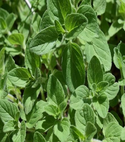 Oregano Herb