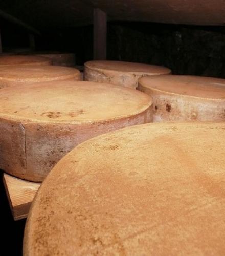 Hard Cheese