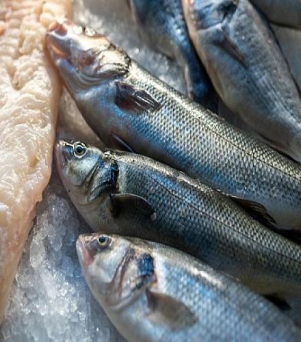 Fresh Fish