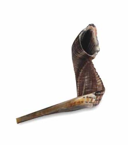 Large Shofar - 8 